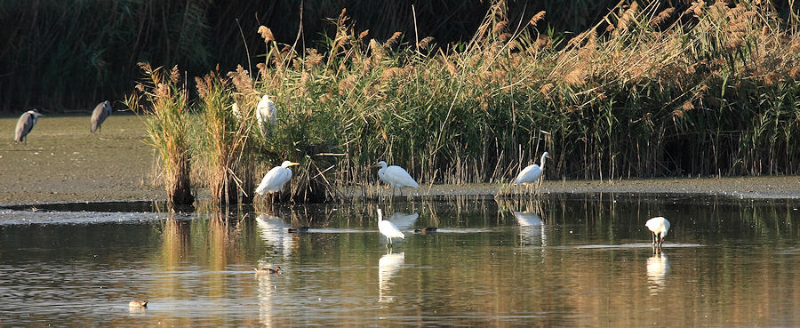 L''oasi WWF Stagni di Focognano (C.pi Bisenzio)